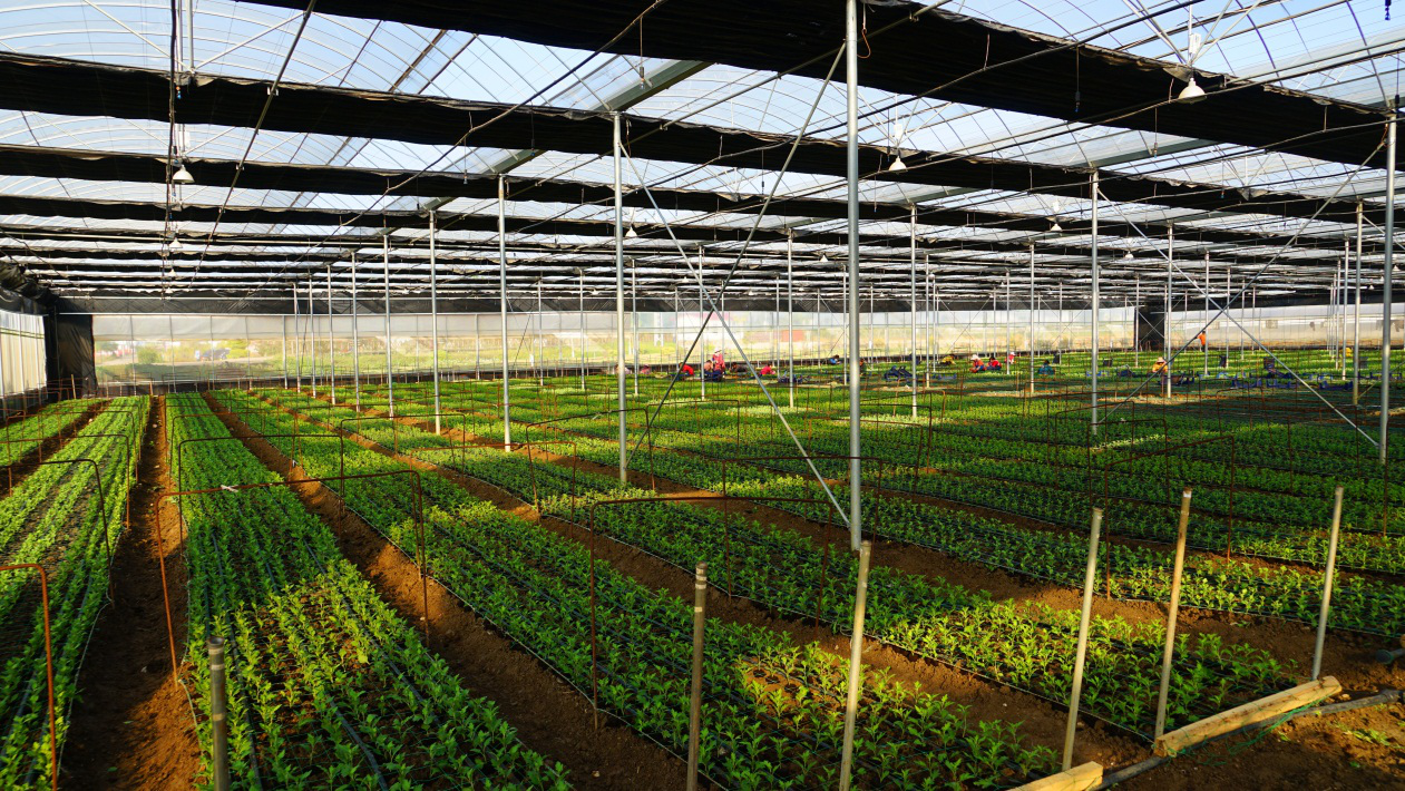 图为羊街乡现代农业产业园区节水设施